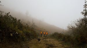 Lobos
